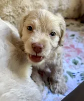 Charger, a male Cockapoo for sale in Juliette, GA – 8 of 9