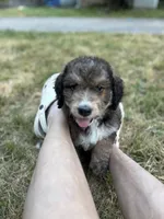 Ellie, a female Bernedoodle for sale in Juliette, GA – 3 of 9