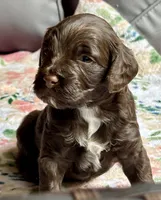 Wrangler, a male Cockapoo for sale in Juliette, GA – 4 of 9
