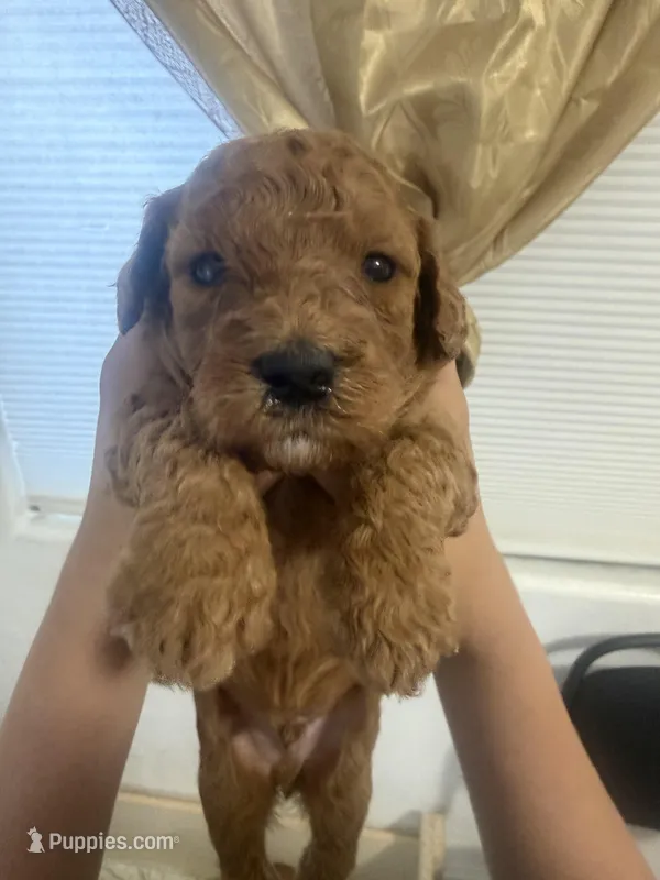 Golden doodles – Poodle - Toy , Miniature Goldendoodle puppy for sale in Sylmar, CA