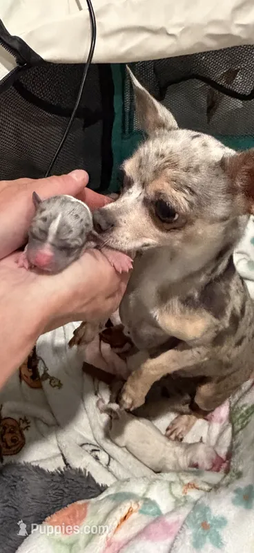 LANI-RAIN – Chihuahua puppy for sale in Old Orchard Beach, ME