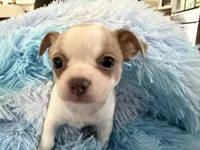 KAHAWAI, a female Chihuahua for sale in Old Orchard Beach, ME – 2 of 6
