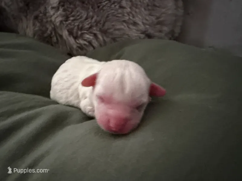 RIVER – Chihuahua puppy for sale in Old Orchard Beach, ME