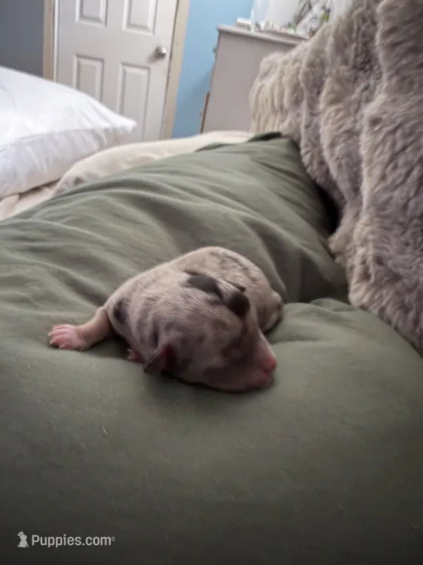 REEF – Chihuahua puppy for sale in Old Orchard Beach, ME