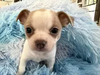 KAHAWAI, a female Chihuahua for sale in Old Orchard Beach, ME – 3 of 6