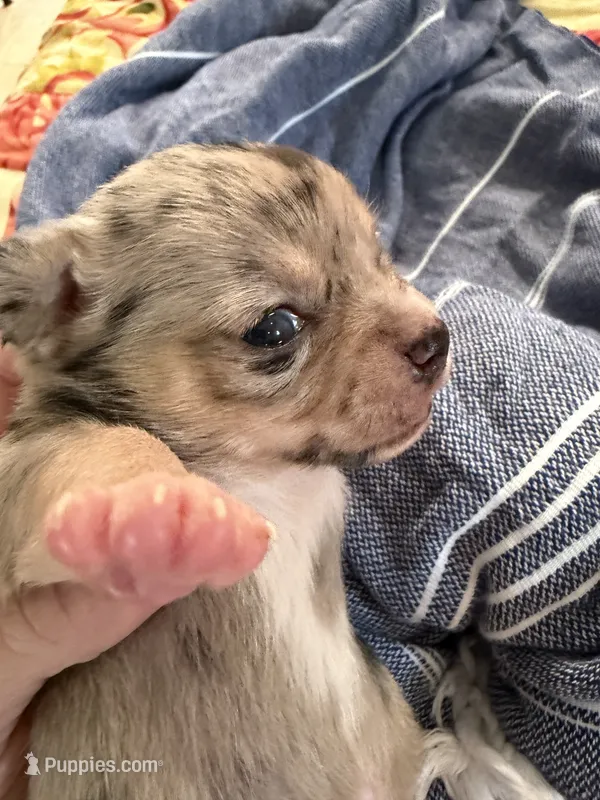 REEF – Chihuahua puppy for sale in Old Orchard Beach, ME