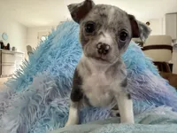 LANI-RAIN, a female Chihuahua for sale in Old Orchard Beach, ME – 5 of 8
