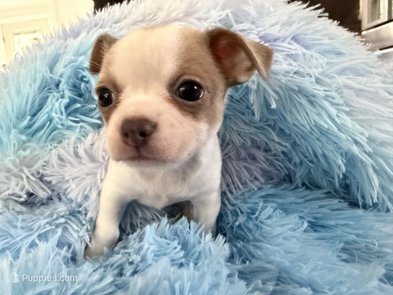 KAHAWAI – Chihuahua puppy for sale in Old Orchard Beach, ME