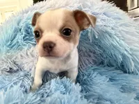 KAHAWAI, a female Chihuahua for sale in Old Orchard Beach, ME – 1 of 6