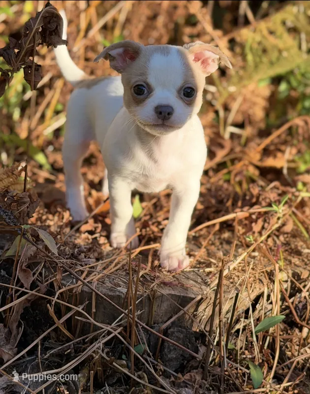 KAHAWAI – Chihuahua puppy for sale in Old Orchard Beach, ME