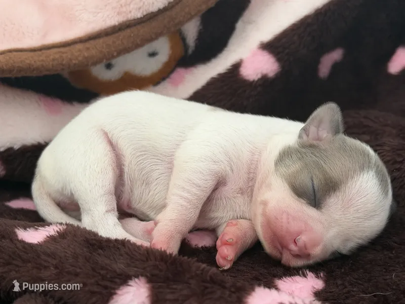 KAHAWAI – Chihuahua puppy for sale in Old Orchard Beach, ME