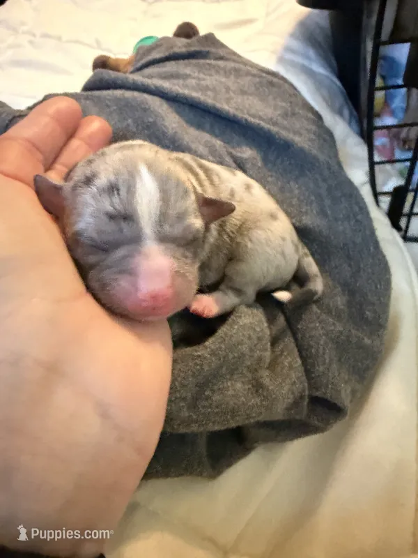 LANI-RAIN – Chihuahua puppy for sale in Old Orchard Beach, ME