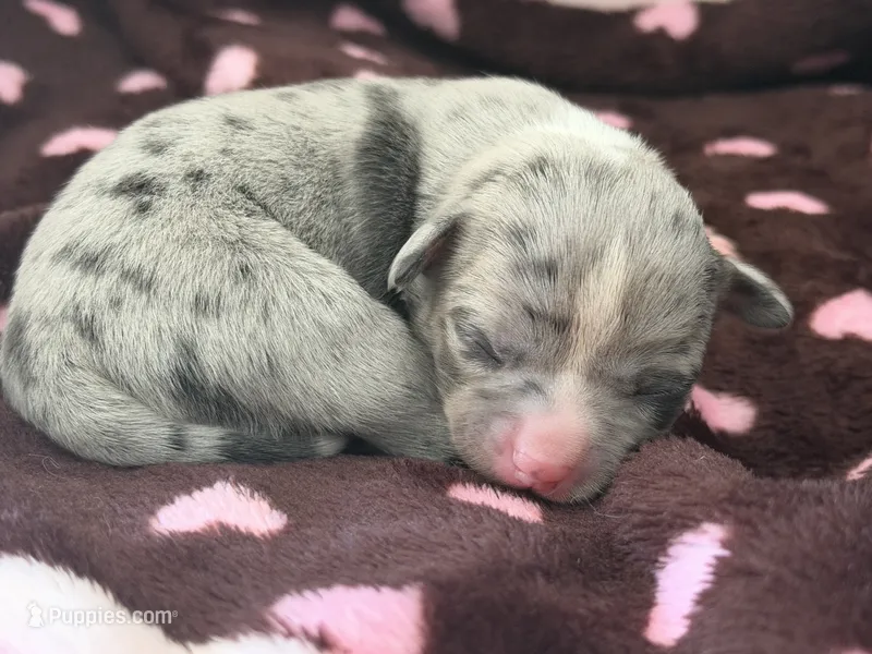LANI-RAIN – Chihuahua puppy for sale in Old Orchard Beach, ME