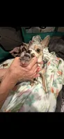REEF, a male Chihuahua for sale in Old Orchard Beach, ME – 3 of 3