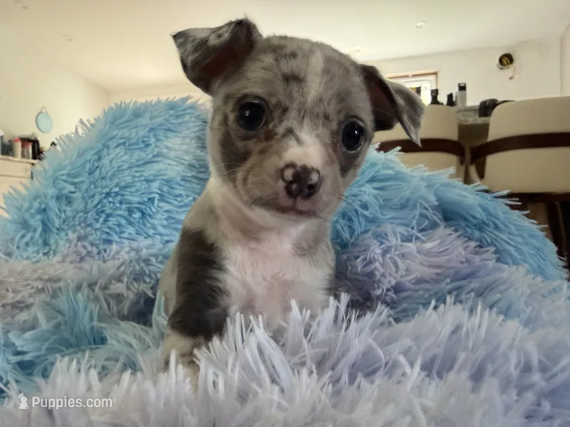 LANI-RAIN – Chihuahua puppy for sale in Old Orchard Beach, ME