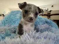 LANI-RAIN, a female Chihuahua for sale in Old Orchard Beach, ME – 1 of 8