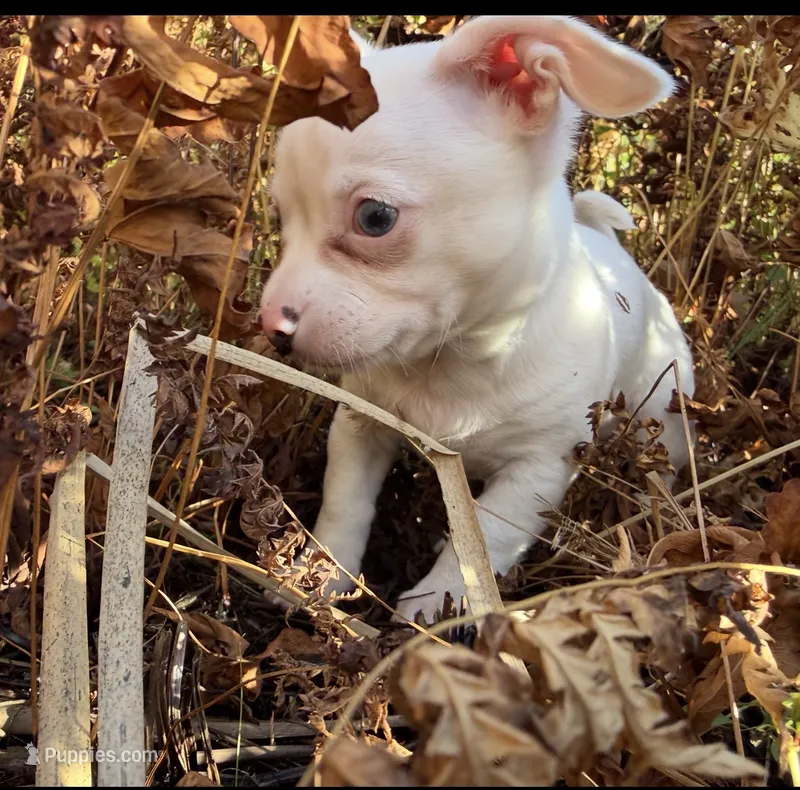 RIVER – Chihuahua puppy for sale in Old Orchard Beach, ME