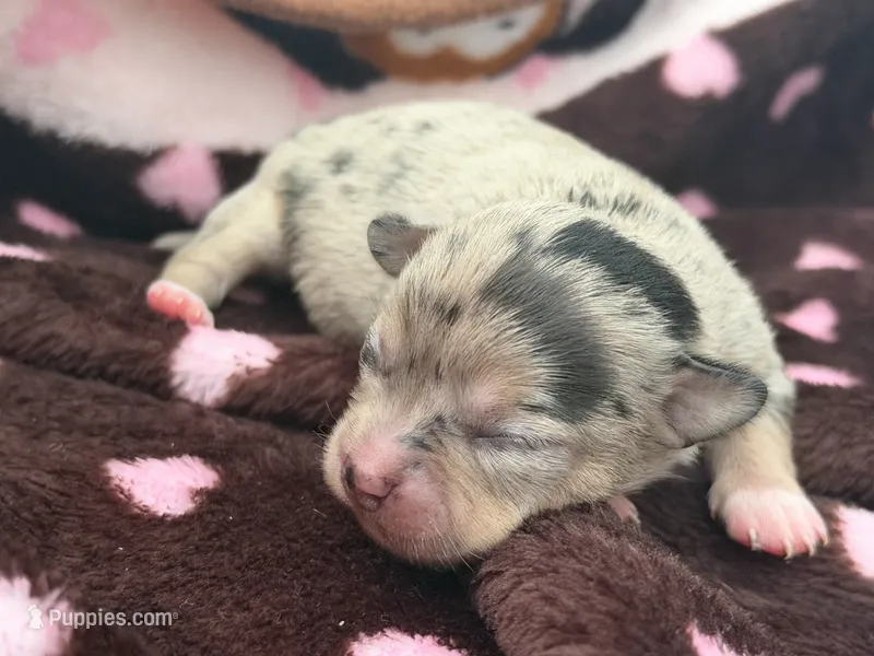 REEF – Chihuahua puppy for sale in Old Orchard Beach, ME