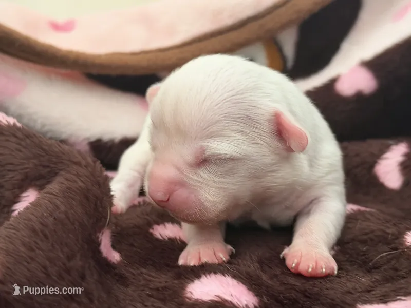RIVER – Chihuahua puppy for sale in Old Orchard Beach, ME