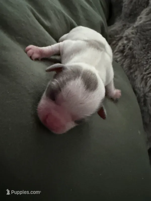 KAHAWAI – Chihuahua puppy for sale in Old Orchard Beach, ME
