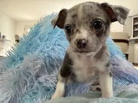 LANI-RAIN, a female Chihuahua for sale in Old Orchard Beach, ME – 4 of 8