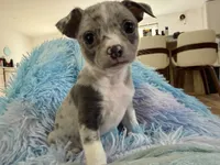 LANI-RAIN, a female Chihuahua for sale in Old Orchard Beach, ME – 3 of 8