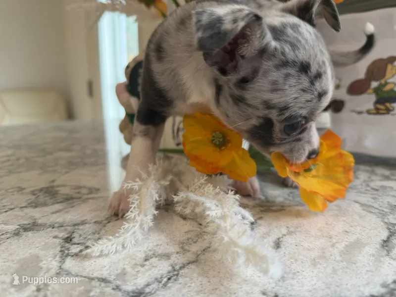 LANI-RAIN – Chihuahua puppy for sale in Old Orchard Beach, ME