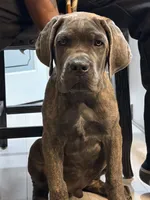 Carter, a male Cane Corso for sale in Fountain, CO – 4 of 7