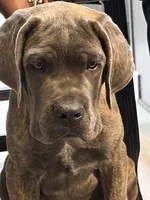 Carter, a male Cane Corso for sale in Fountain, CO – 2 of 7
