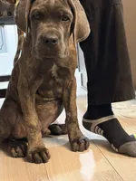 Carter, a male Cane Corso for sale in Fountain, CO – 3 of 7