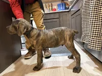 Carter, a male Cane Corso for sale in Fountain, CO – 5 of 7