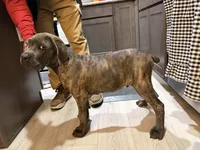 Carter, a male Cane Corso for sale in Fountain, CO – 7 of 7