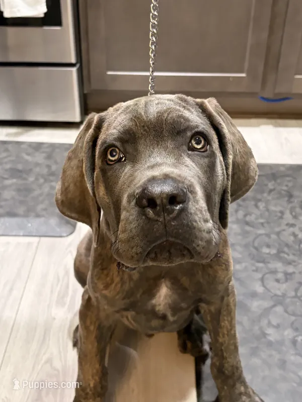 Carter – Cane Corso puppy for sale in Fountain, CO