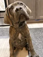 Carter, a male Cane Corso for sale in Fountain, CO – 6 of 7