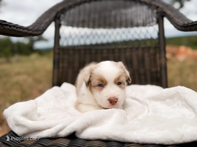 Mable  – Australian Shepherd puppy for sale in Palo Pinto, TX