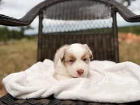 Mable , a female Australian Shepherd for sale in Palo Pinto, TX – 1 of 3