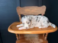 Swiss, a female Australian Shepherd for sale in Palo Pinto, TX – 3 of 3