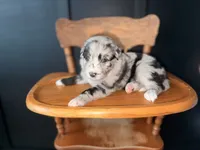 Crew, a male Australian Shepherd for sale in Palo Pinto, TX – 3 of 3