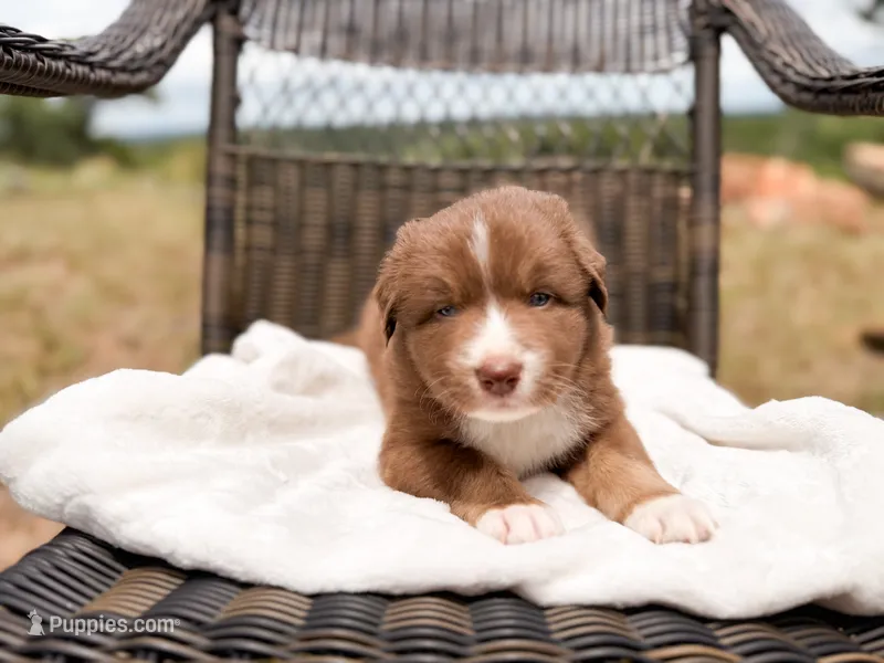 Hunk  – Australian Shepherd puppy for sale in Palo Pinto, TX