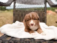 Hunk , a male Australian Shepherd for sale in Palo Pinto, TX – 1 of 3