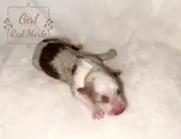 Mable , a female Australian Shepherd for sale in Palo Pinto, TX – 2 of 3