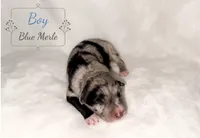 Crew, a male Australian Shepherd for sale in Palo Pinto, TX – 2 of 3