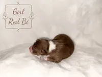 Sweetness, a female Australian Shepherd for sale in Palo Pinto, TX – 2 of 3