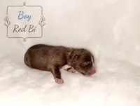 Hunk , a male Australian Shepherd for sale in Palo Pinto, TX – 2 of 3