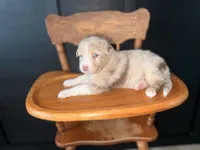 Hank Jr. , a male Australian Shepherd for sale in Palo Pinto, TX – 3 of 3