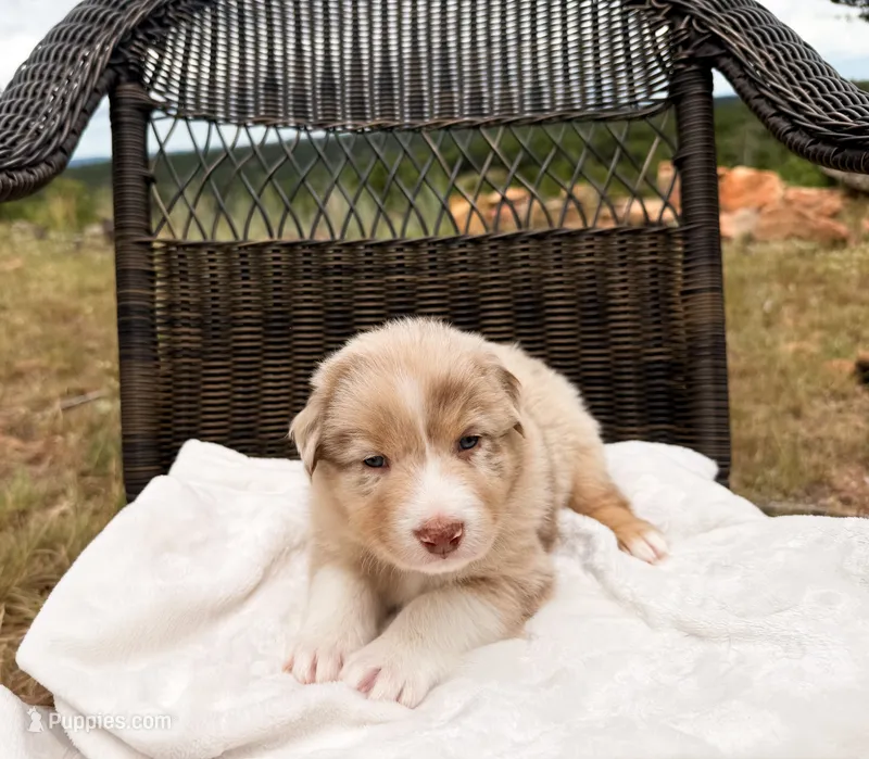 Hank Jr.  – Australian Shepherd puppy for sale in Palo Pinto, TX