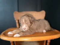 Hunk , a male Australian Shepherd for sale in Palo Pinto, TX – 3 of 3