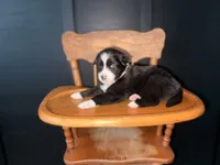 Bee, a female Australian Shepherd for sale in Palo Pinto, TX – 3 of 3