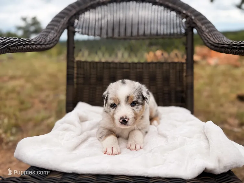 Swiss – Australian Shepherd puppy for sale in Palo Pinto, TX