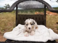 Swiss, a female Australian Shepherd for sale in Palo Pinto, TX – 1 of 3